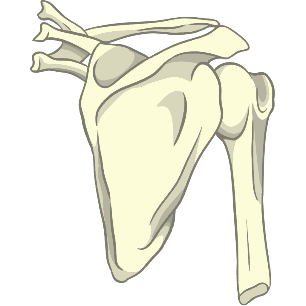 Osteopata